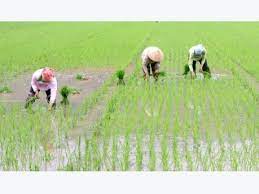 Kinh Môn áp dụng kỹ thuật SRI trong gieo cấy lúa Đông xuân